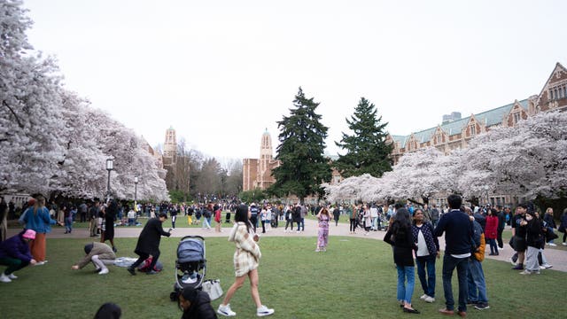 U District Cherry Blossom Festival: What to know