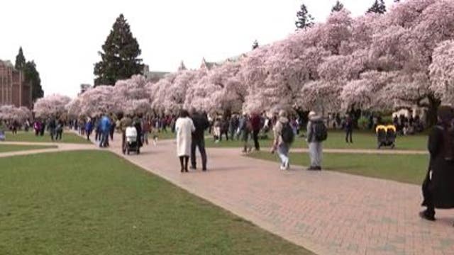 Best time to see the UW cherry blossoms in Seattle