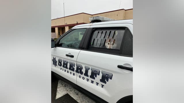 Mischievous dogs caught at several Pierce County schools, returned home