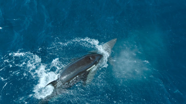 Orca kills great white shark: Video captures rarely seen event
