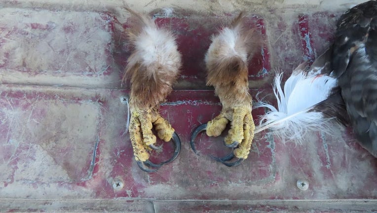 Severed eagle claws