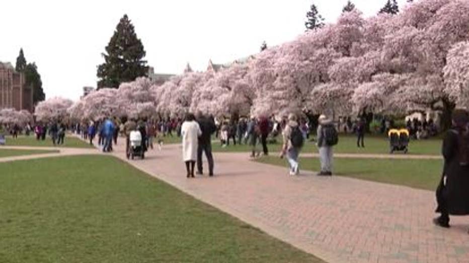 UW cherry blossoms