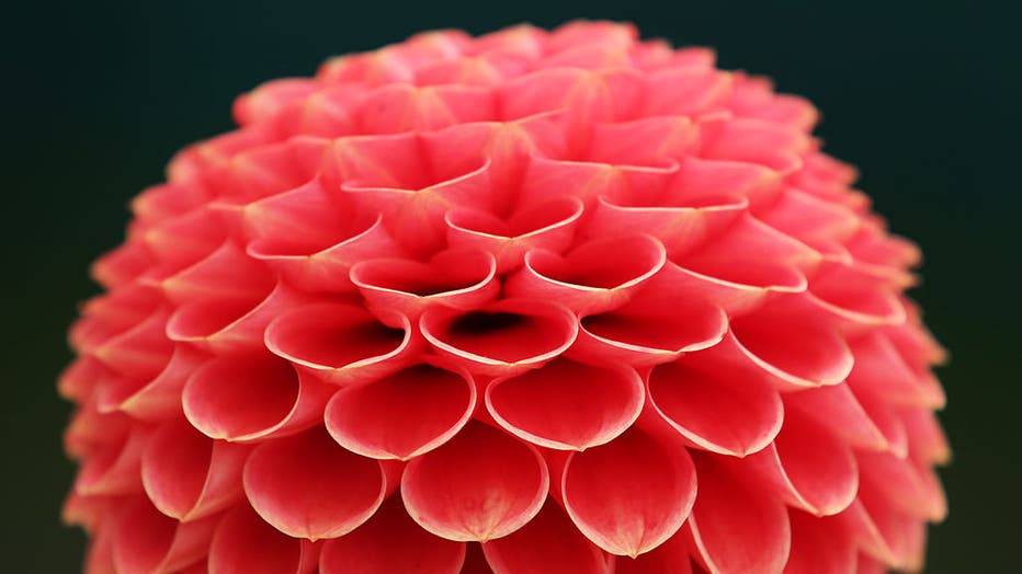 dahlia flower