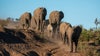 Botswana threatens Germany with 20K elephants amid trophy hunting feud