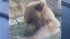 Woodland Park Zoo bear devours ducklings in front of visitors