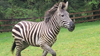 Animal control officers 'intensify' efforts to find missing zebra in North Bend