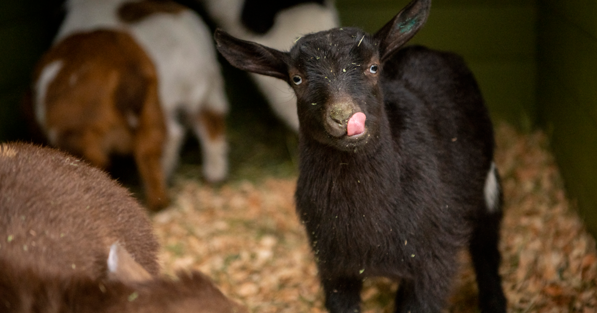Point Defiance Zoo & Aquarium gets new baby goats | FOX 13 Seattle