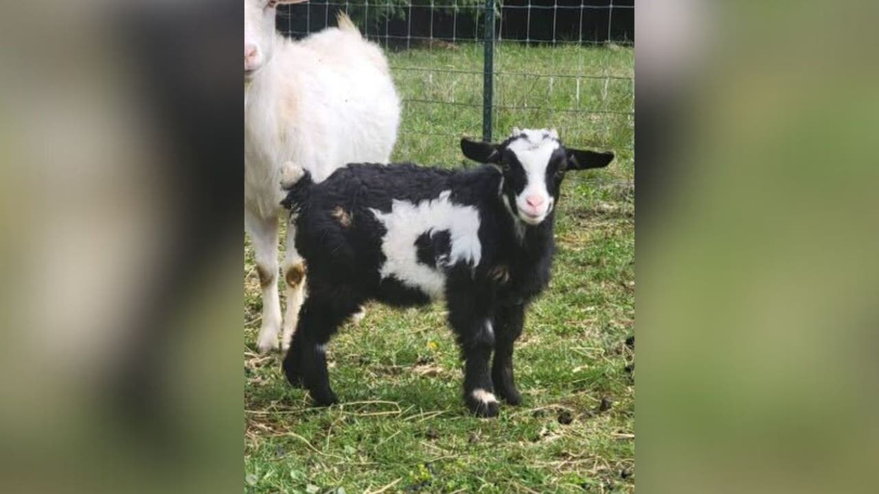 Pygmy goat goes missing from Washington Spring Fair - Vimarsana News