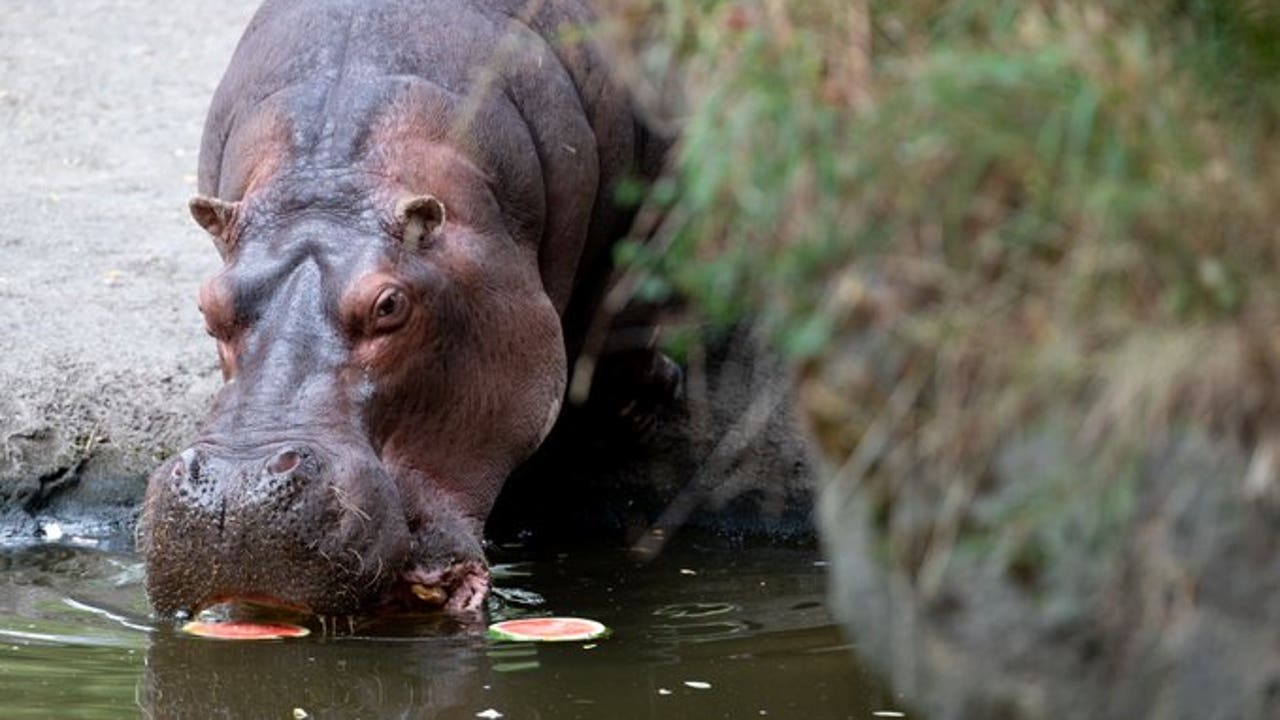 WILDSWANS PALM 藍染 Hippopotamus Celebrate World Hippo Day - Taman Safari Bali