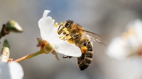 New, rare bees found in WA for statewide Atlas project