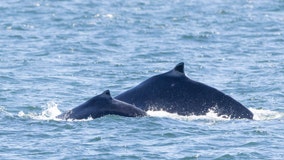 Spotted in Salish Sea: First humpback mother, calf sighting of 2024