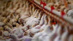 What are bird flu symptoms? Everything to know about the avian flu in humans