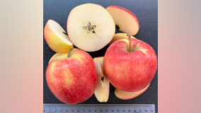 Help WSU name its new apple variety