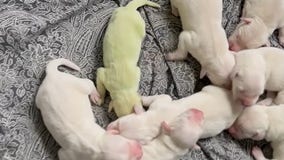 Florida puppy born with green fur: Meet 'Shamrock'