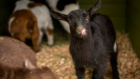 Tacoma's Point Defiance Zoo & Aquarium welcomes 8 goat kids