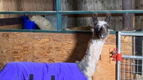 Feisty llamas rescued from Yakima County adjust to new life at Pasado's Safe Haven