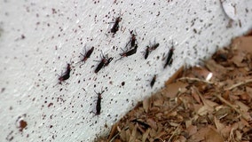 These bugs would normally be swarming Florida right now. But they’ve vanished