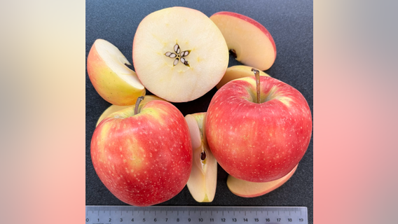 Help WSU name its new apple variety