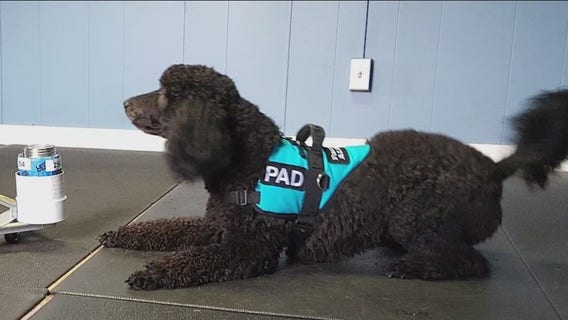 'Hope in the nose of a dog': WA nonprofit trains dogs to detect Parkinson's disease