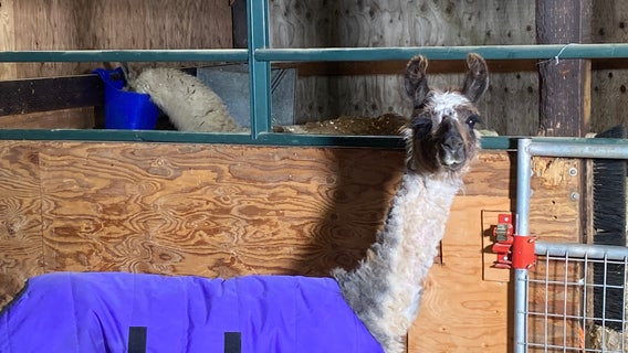 Feisty llamas rescued from Yakima County adjust to new life at Pasado's Safe Haven