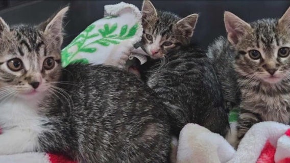 Adams County animal shelter overwhelmed with available pets