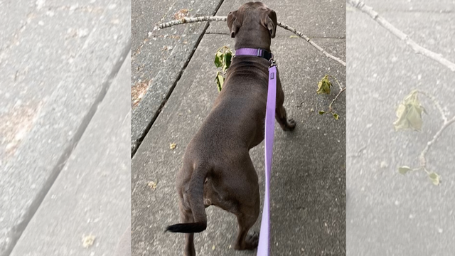 Reports of highly contagious dog virus linked to Renton park