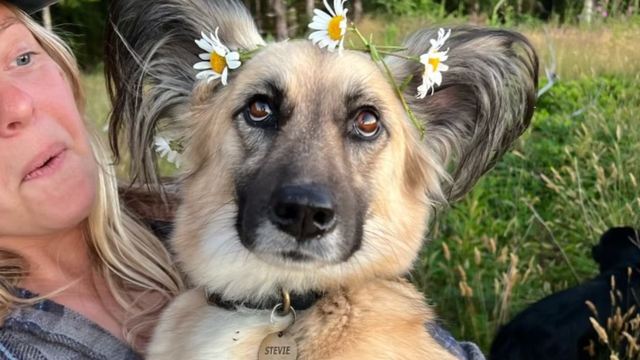 'Not guilty' plea for Seattle man accused of shooting, killing dog