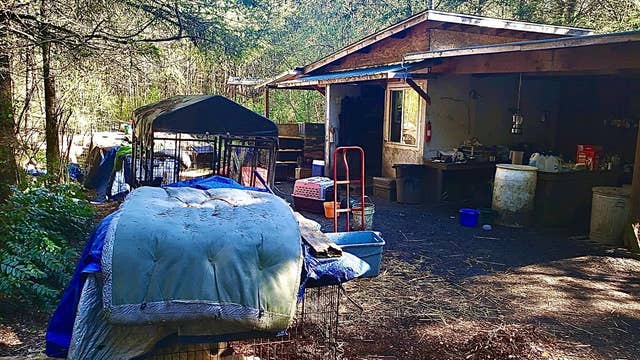Deputies recover 60 pets from Grapeview home in animal cruelty investigation