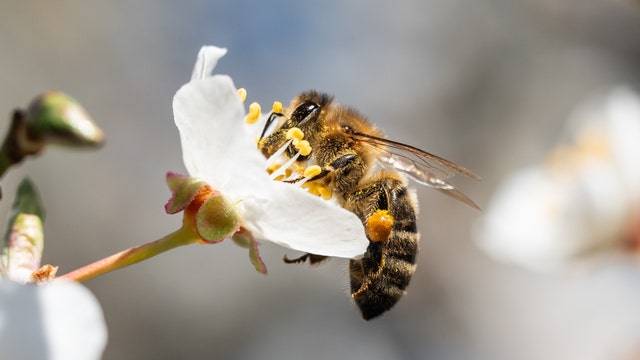 New, rare bees found in WA for statewide Atlas project
