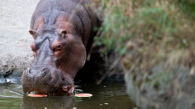 Woodland Park Zoo to euthanize beloved 45-year-old hippo