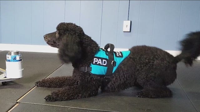 'Hope in the nose of a dog': WA nonprofit trains dogs to detect Parkinson's disease
