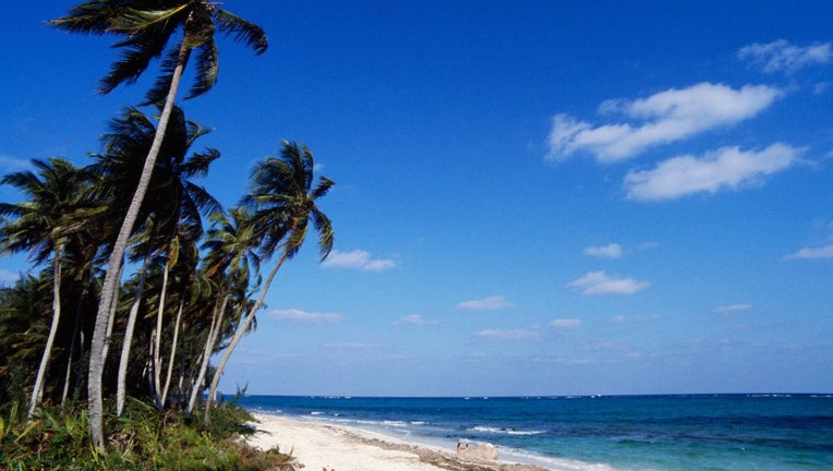 Palm-trees-on-the-beach-in-the-Bahamas.jpg