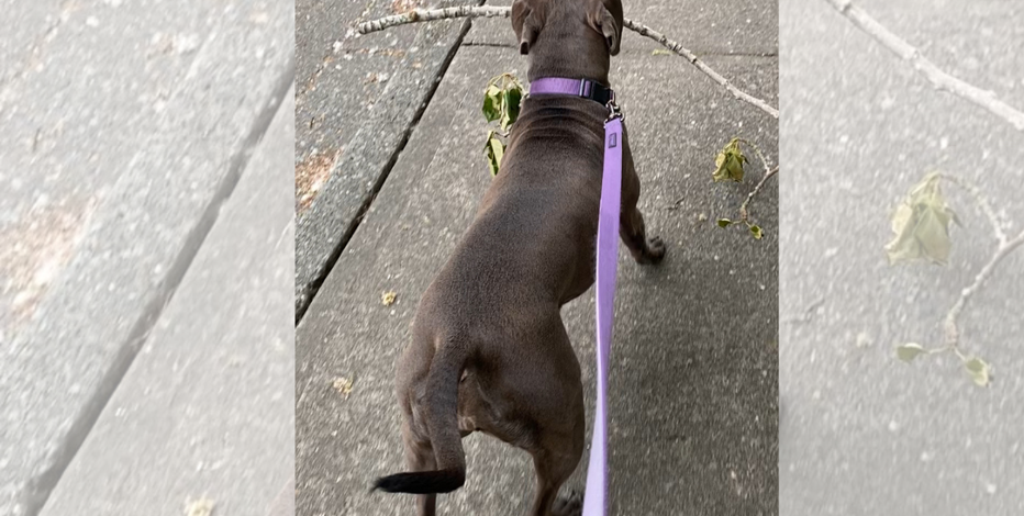 Reports of highly contagious dog virus linked to Renton park