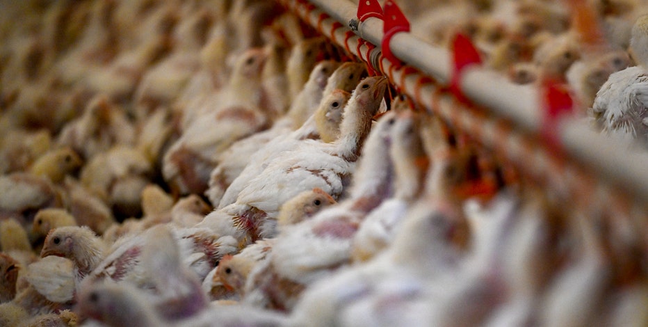 WHO concerned over Bird Flu spread in dairy cows, potential human risk