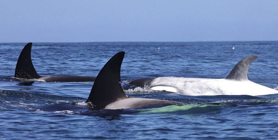 WA whale hunt on horizon as Makah Tribe clears last major hurdle