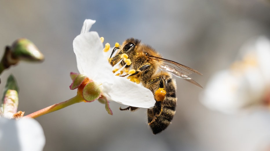 honey bee on a flower blossom