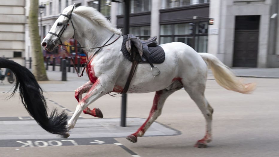 A white horse on the loose bolts through the streets of London near Aldwych. Picture date: Wednesday April 24, 2024. (Photo by Jordan Pettitt/PA Images via Getty Images)