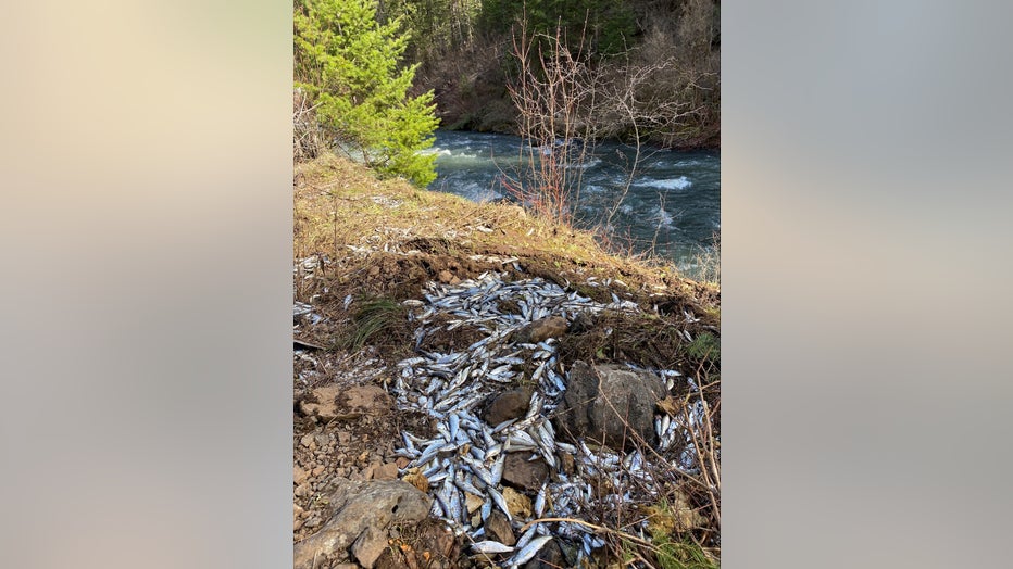 dead salmon near a river