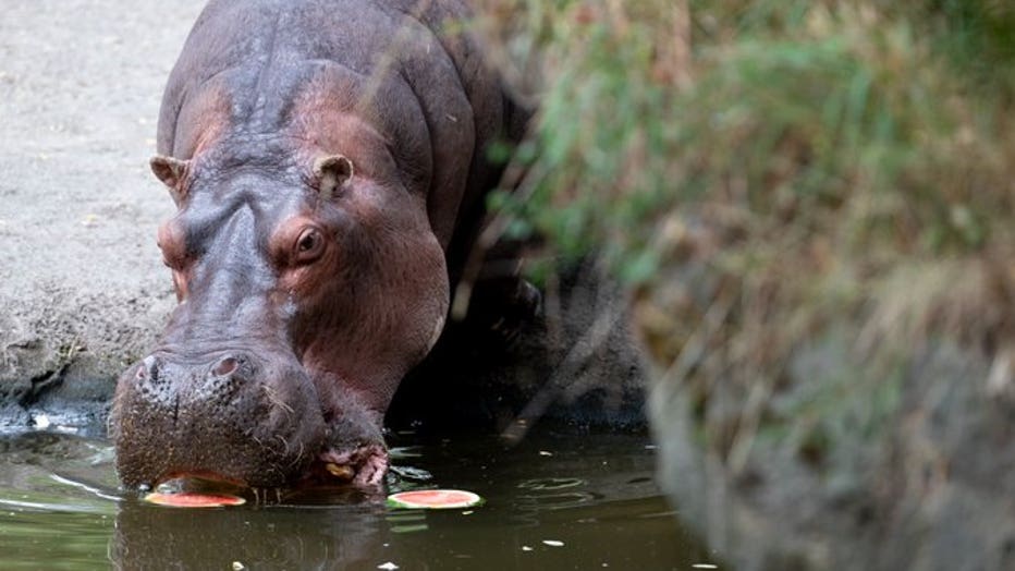 Woodland Park Zoo hippo