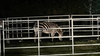 Wranglers, residents help corral 4th and final missing zebra