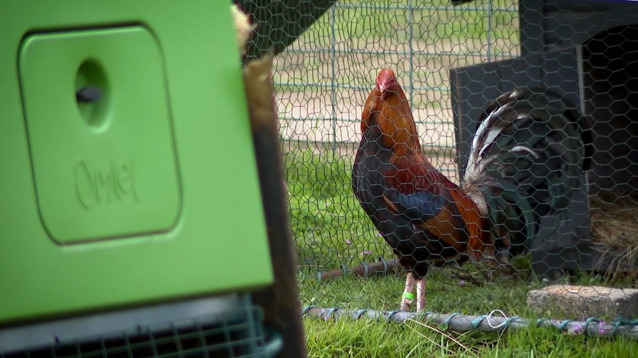 C4 Cockfighting Live The Ultimate Experience