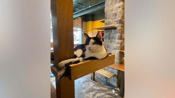 Cat found safe following break-in at popular Seattle cat cafe
