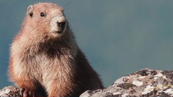 Olympic marmot conservation plan: Could reintroducing wolves save the species?