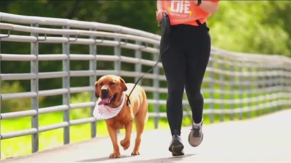 Redmond 5K event raising money for dog cancer research