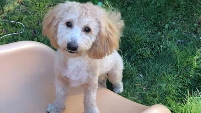 Puppy gifted to 6-year-old stolen from Tacoma yard