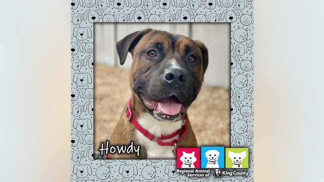 King County encouraging adoption on National Pet Rescue Day