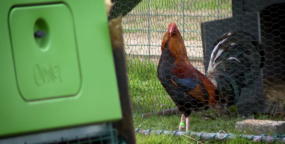 The shocking underbelly of cockfighting in Washington state