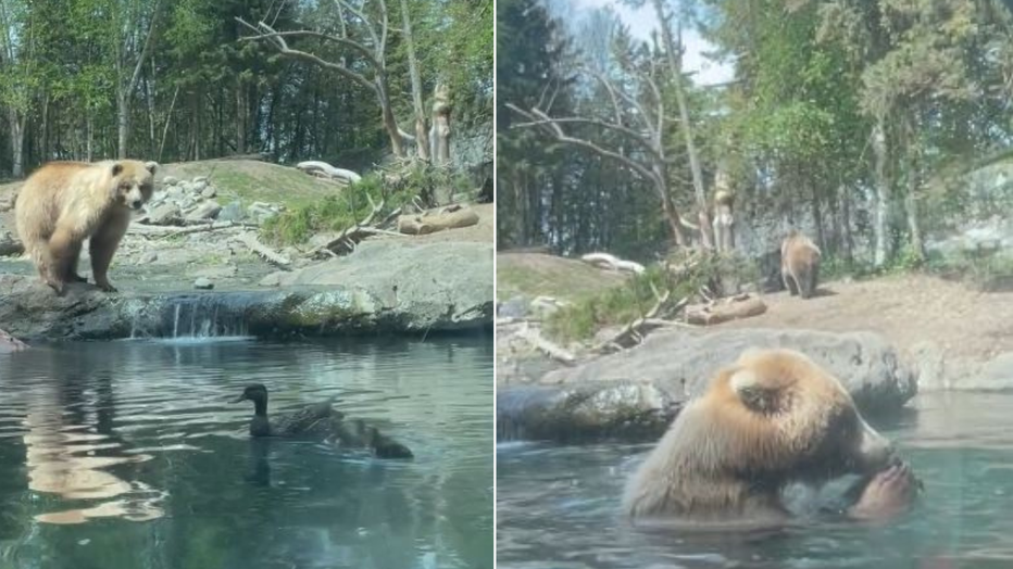 Woodland Park Zoo bear