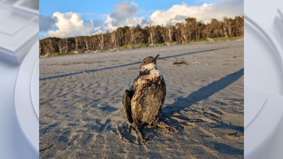 oiled bird photo