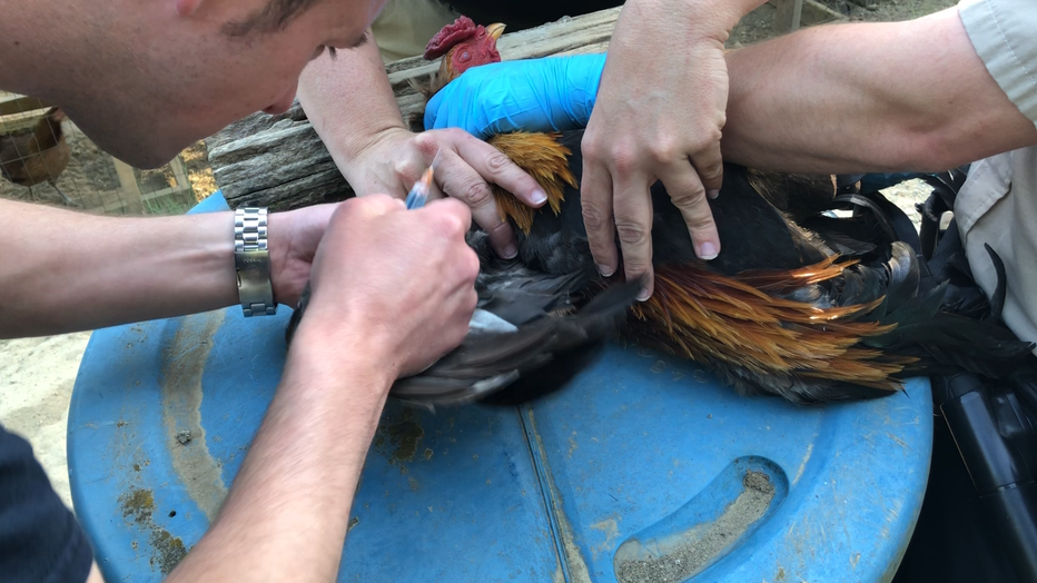 rooster euthanasia being performed by two people